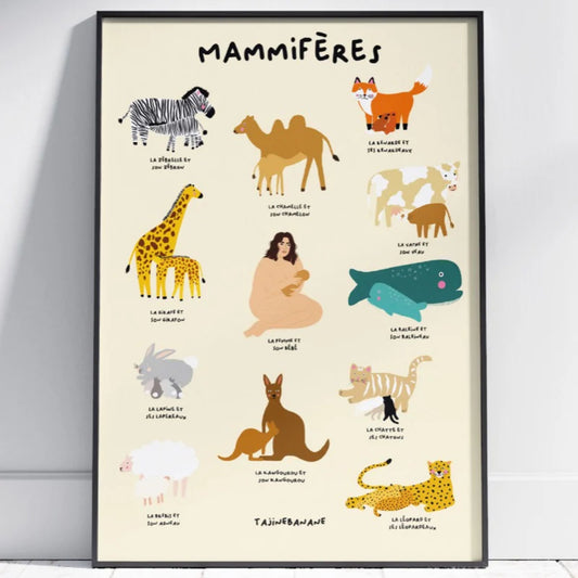 Affiche mammifère - Tajinebanane